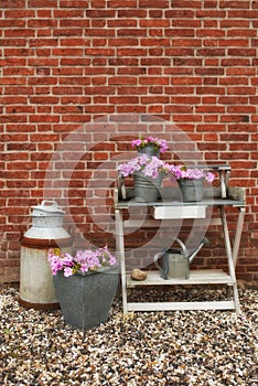 Spring, nature and garden with flower pot on shelf by brick wall, countryside and rural for plants. House, backyard and