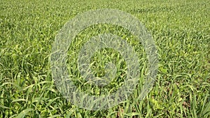 Spring nature, green grass field on a wind. Not graded.