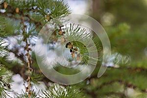 Spring nature. larch branch with new sprouts and cones