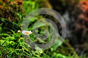 Spring nature lef picture