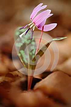 Spring in the nature. Pink wild flower, Dog`s tooth violet or Dogtooth violet, Erythronium dens-canis, pink bloom in the autumn or