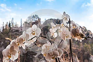 Spring nature in rocky forest of Vrsatec castle of Slovakia