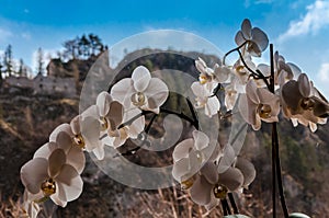 Spring nature in rocky forest of Vrsatec castle of Slovakia