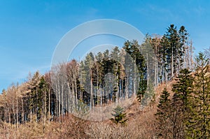 Jarná príroda v skalnom lese obce Vršatec na Slovensku