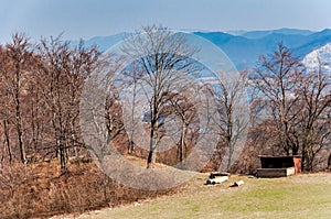 Jarná príroda v skalnom lese obce Vršatec na Slovensku