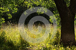 Spring Nature scene. Beautiful Landscape. Park with dandelions, Green Grass, Trees and flowers. Tranquil Background, sunlight.