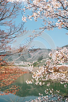 Spring nature scenery at Jinhae NFRDI Environment Eco-Park in Changwon, Korea