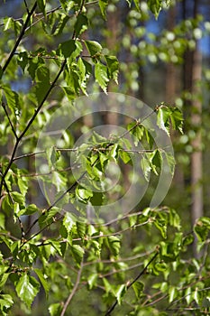 Spring, nature, spring forest, fields, lakes and rivers.