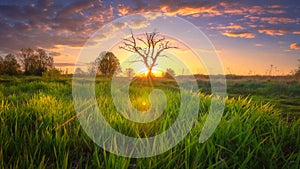 Spring nature. Sunny morning landscape with amazing sky. Grassy meadow in sunlight. Rural scene