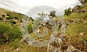 Spring Nature view- Galilee. Israel photo