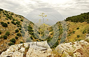 Spring Nature view- Galilee photo