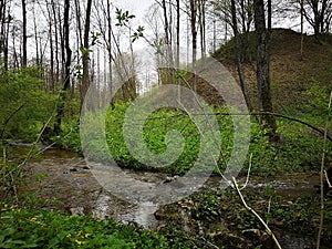 Spring nature in Lithuania photo