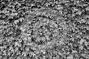 Spring nature, wall overgrown with fresh ivy leaves. Natural hedge fence in garden.