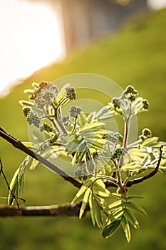 Spring, nature wallpaper. Blooming leaves on the branches of a tree.