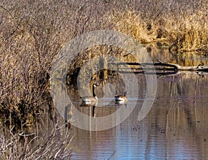 Spring is Nearing for this Canadian Goose Pair