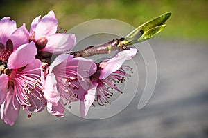 Spring nectarine colorful pink flowers pistils tree blooming