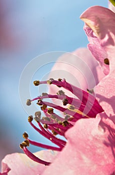 Spring nectarine colorful pink flowers pistils tree blooming in soft sunlight