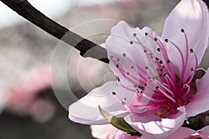 Spring nectarine colorful pink flowers tree blooming