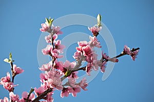 Spring nectarine colorful pink flowers tree blooming in blue sky