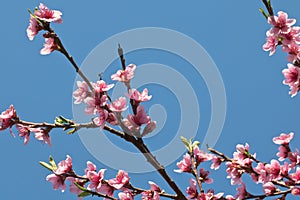 Spring nectarine colorful pink flowers tree blooming in blue sky