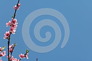 Spring nectarine colorful pink flowers tree blooming in blue sky