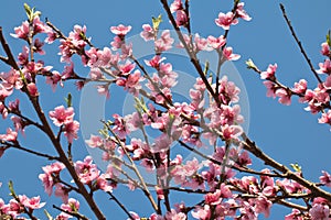 Spring nectarine colorful pink flowers tree blooming in blue sky