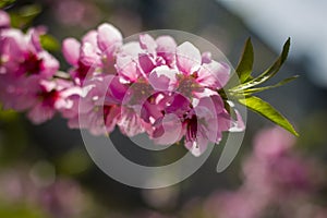 spring nectarine peach blossom on branch