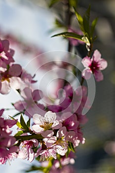 spring nectarine peach flowers blossom on branch