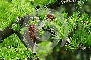 Spring needle fascicles and cones of Dahurian Larch, coniferous tree known under latin name Larix Gmelinii photo