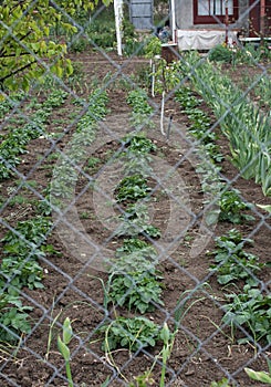 Spring, neighbors rose potatoes, plant potatoes, look to neighbors through the fence, iron fence slave