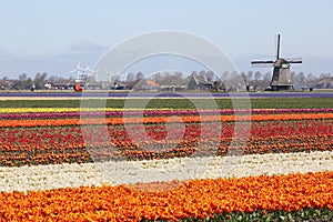 Spring in Netherlands tulip flower field red tulips flowers wind