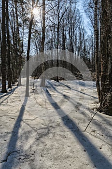 Spring at the Nevsky forest park. Long shadows of the trees.