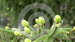 Spring new green needles of wild spruce on a beautiful ecological background