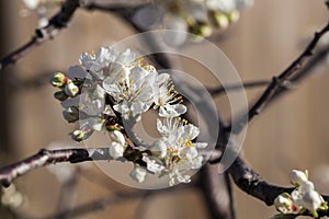 Spring - New growth and flowers on a Mexican Plum tree