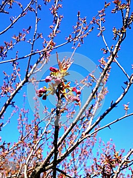 Spring-new leafs and cherry blossom flowers