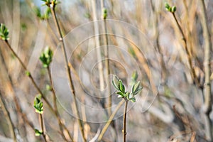 Spring new leaves, selective focus. Tree buds bloom on branch, close up. Germination of the first spring leaves