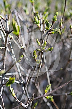 Spring new leaves, selective focus. Tree buds bloom on branch, close up. Germination of the first spring leaves