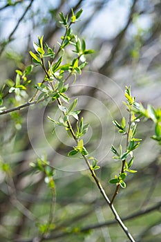 Spring new leaves, selective focus. Tree buds bloom on branch, close up. Germination of the first spring leaves