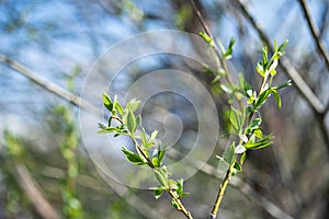 Spring new leaves, selective focus. Tree buds bloom on branch, close up. Germination of the first spring leaves