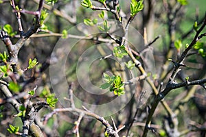 Spring new leaves, selective focus. Tree buds bloom on branch, close up. Germination of the first spring leaves