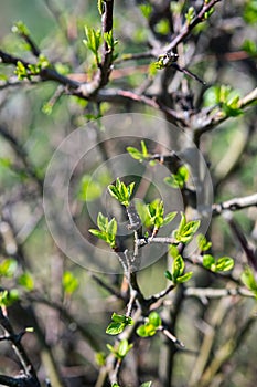 Spring new leaves, selective focus. Tree buds bloom on branch, close up. Germination of the first spring leaves