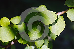 Spring and new life concept. Branch with young leaves of Populus tremula. Bright green juvenile and sucker leaf of aspen photo