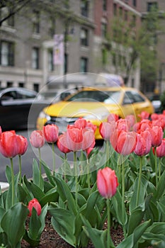 Spring in New York City with yellow taxi cab and red tulips on Park Ave