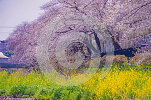Spring of Nogawa (Chofu City, Tokyo) photo