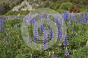 Spring in northern Patagonia, Chile.