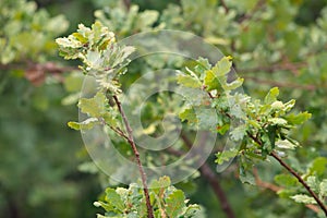 Spring oak leaves on a background of a blurred sunny forest, abstract natural backgrounds Limited depth of field. There is space f