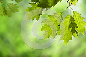 Spring Oak Leaves on Branch against Green Canopy