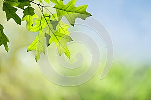 Spring Oak Leaves on Branch against Green Forest Canopy