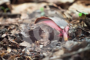 Spring oak sprout close up. Sprouted seed acorn, the birth of a new forest life. Wild nature