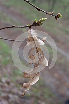 Spring. Old, last year's oak leaves